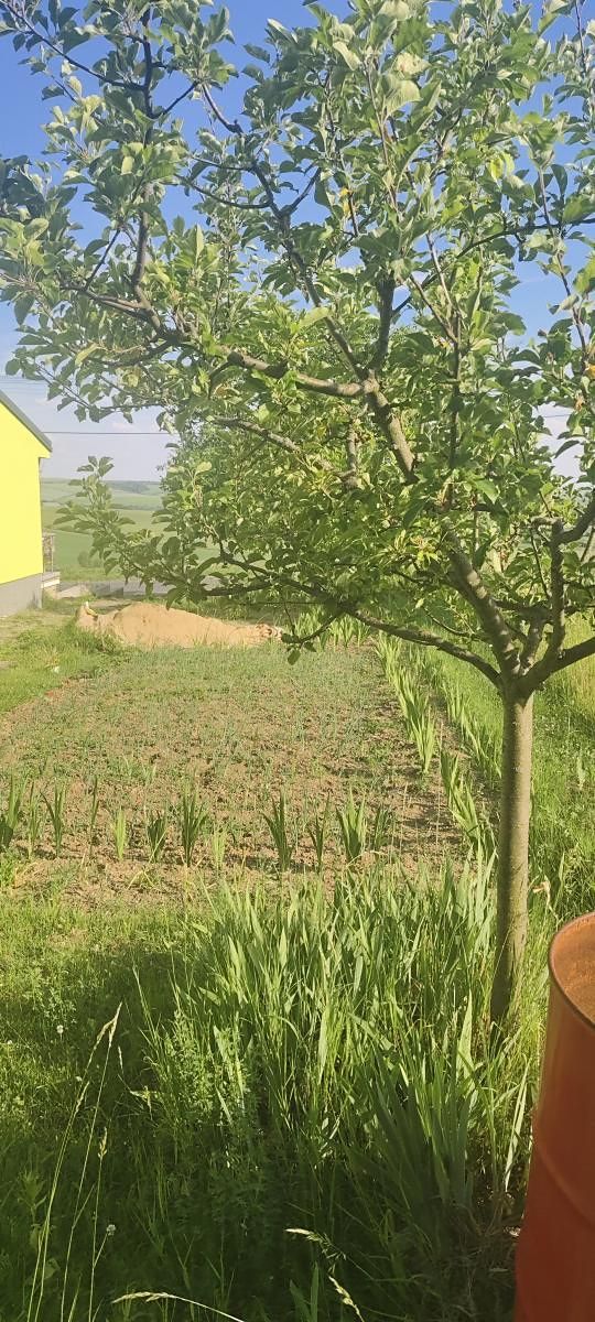 Prodej stavebního pozemku 2431 m², Viničné Šumice – fotka 1 z 3