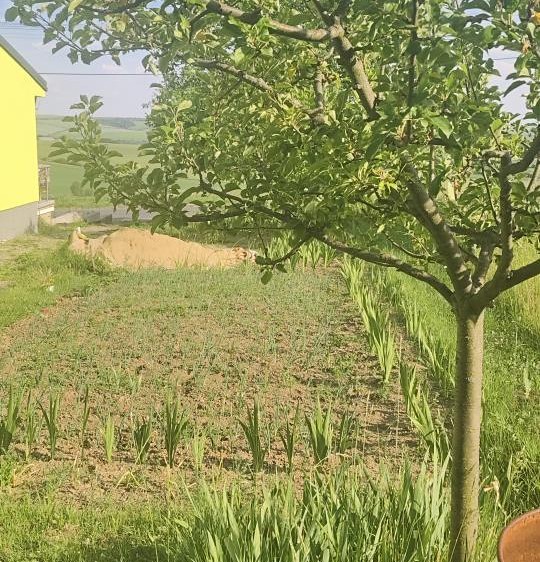 Grundstück zum Kauf, 2.431 m² (1 von 3)