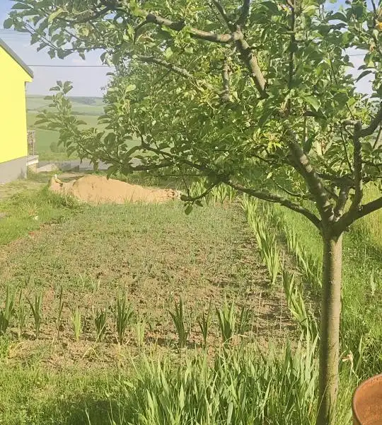Prodej stavebního pozemku 2431 m², Viničné Šumice – náhled fotky 1