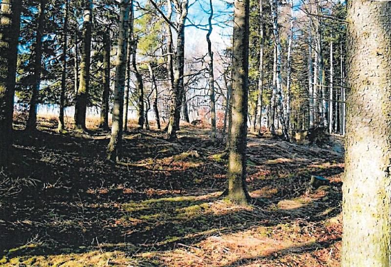 Prodej lesa 900 m²