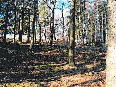 Prodej lesa 900 m²