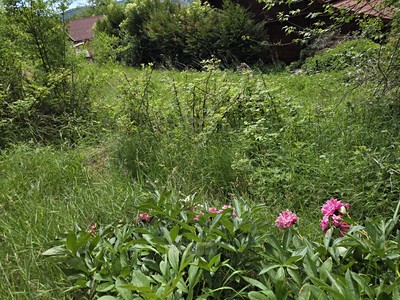Prodej  zahrady 316 m²