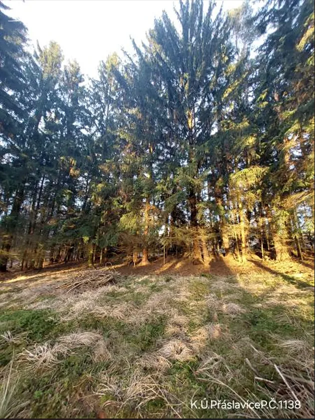 Prodej lesa 2463 m², Přáslavice