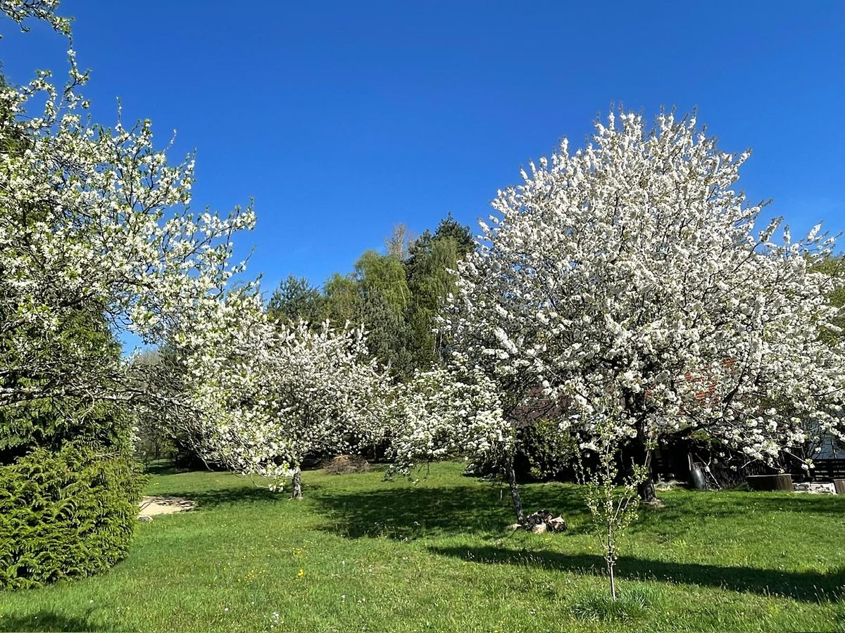 Prodej rodinného domu 120 m², pozemek 1559 m² – fotografie 5