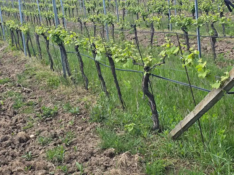 Prodej sadu, vinice 4942 m², Ivaň – náhled fotky 2