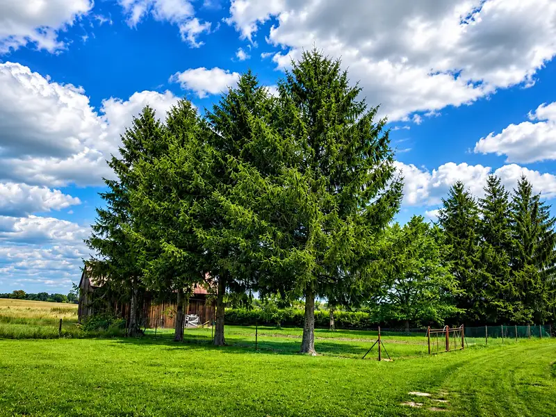 Prodej stavebního pozemku 1365 m², Běchary – náhled fotky 2