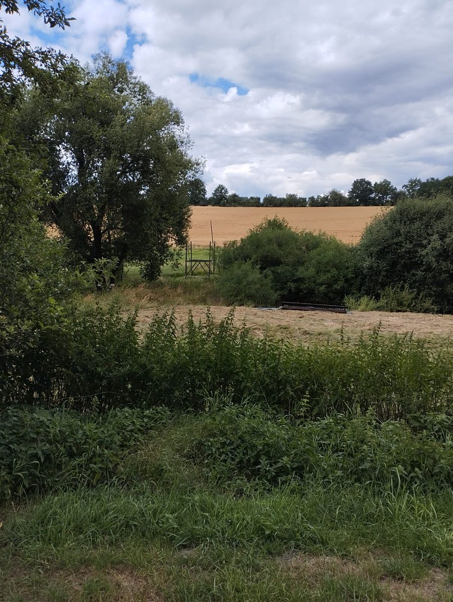 Pronájem louky 3000 m² – fotografie 3