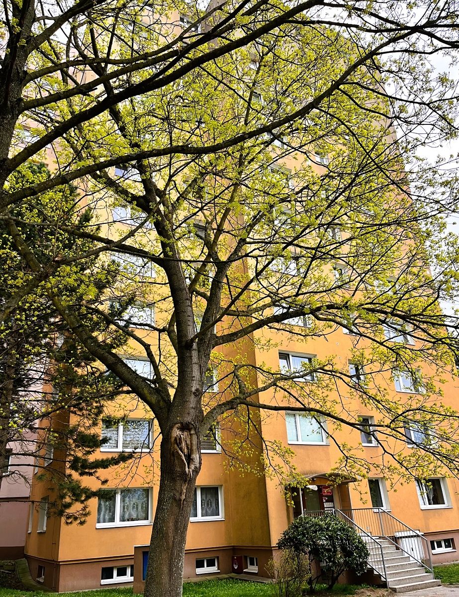 Prodej bytu 1+1 39 m²