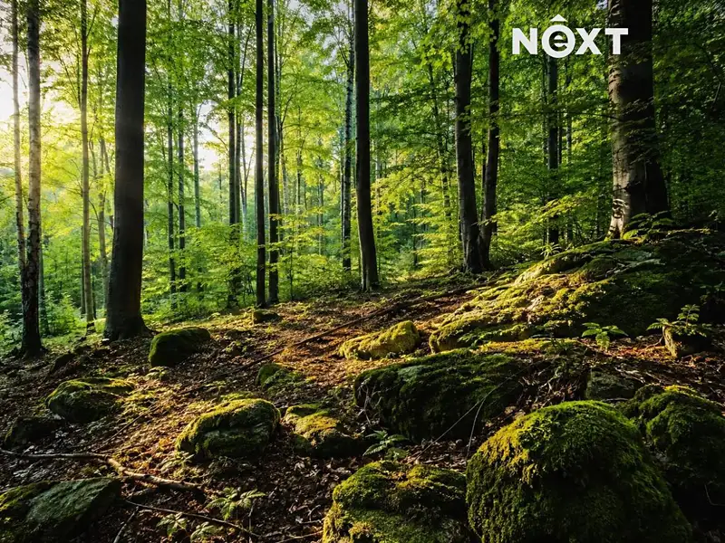Prodej lesa 26205 m², Hředle – náhled fotky 1