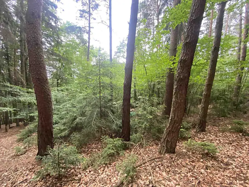 Prodej lesa 3093 m², Popovice – náhled fotky 1