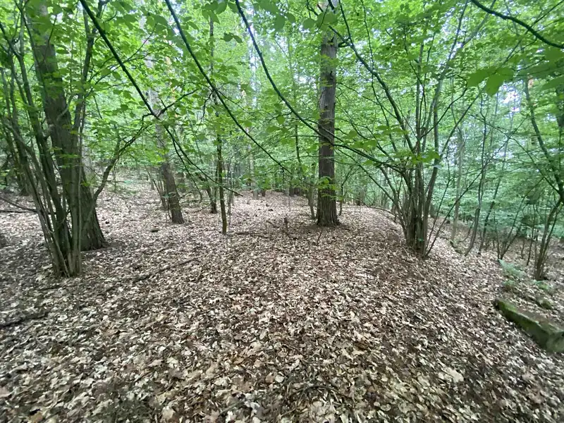 Prodej lesa 3093 m², Popovice – náhled fotky 3