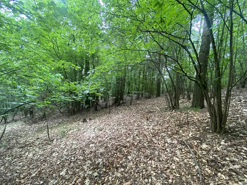 Prodej lesa 3093 m², Popovice – náhled fotky 2