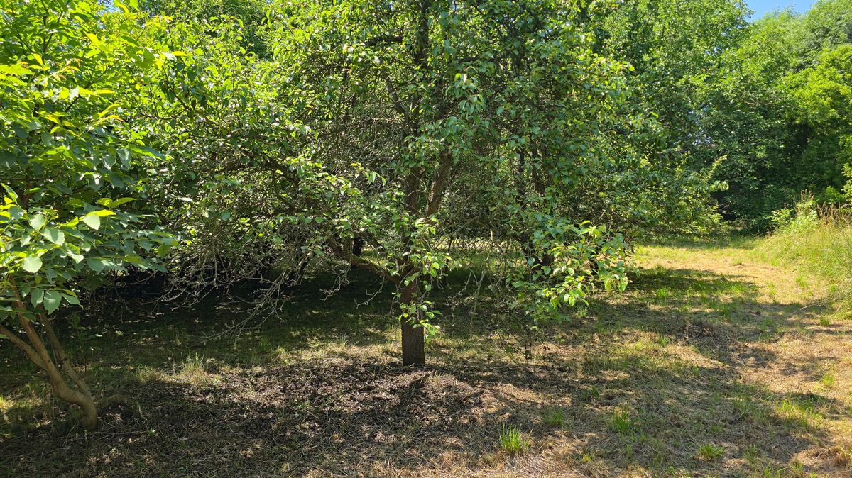 Prodej stavebního pozemku 998 m² – fotografie 4