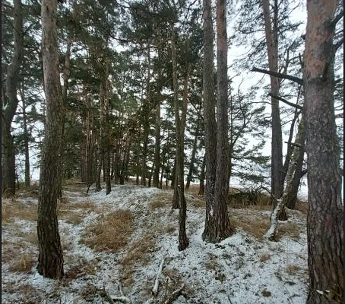 Prodej lesa 2680 m², Buřenice – náhled fotky 2