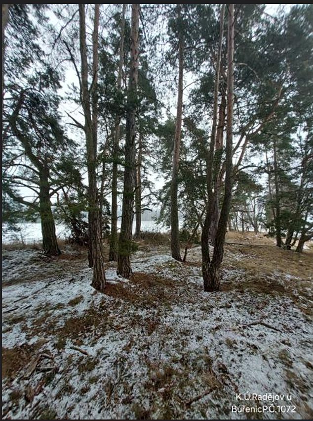 Prodej lesa 2680 m²