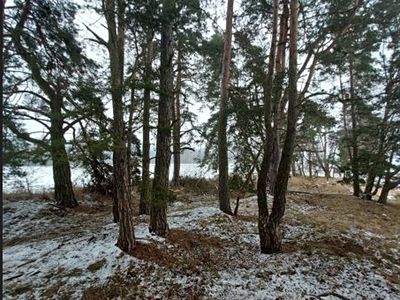 Prodej lesa 2680 m²