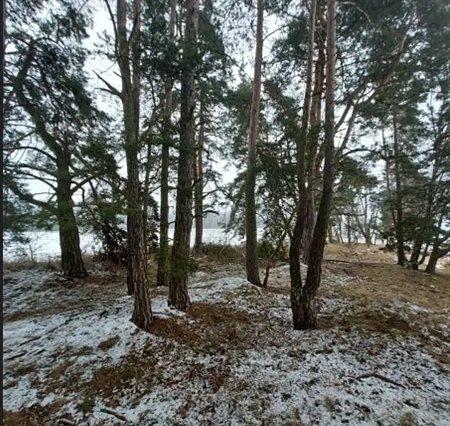 Prodej lesa 2680 m², Buřenice – náhled fotky 1