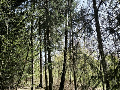 Prodej  lesa 2 671 m²