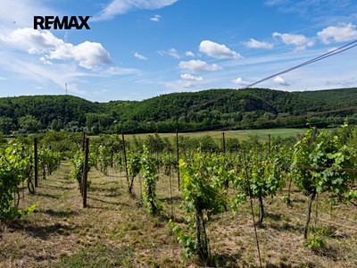 Prodej  sadu, vinice 2 403 m²