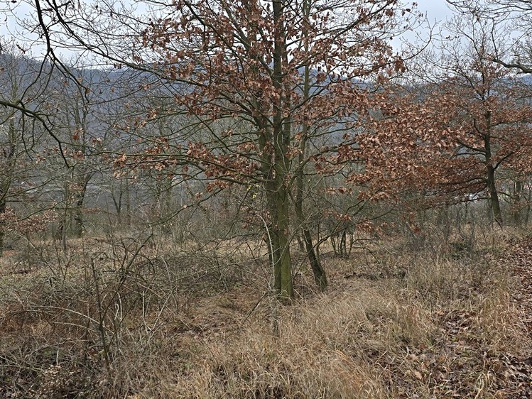 Prodej pozemku, 13 913 m² (4 z 9)