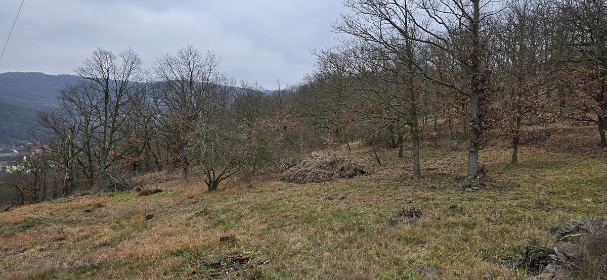 Prodej lesa 13913 m² – fotografie 3