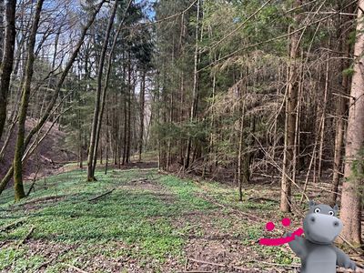 Prodej lesa 6656 m²