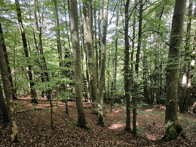 Prodej  lesa 21 241 m²