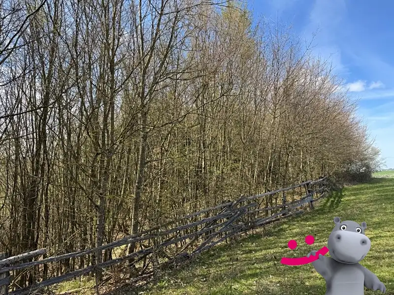 Prodej lesa 3109 m², Luhačovice – náhled fotky 2