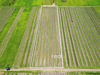 Prodej  sadu, vinice 4 926 m²