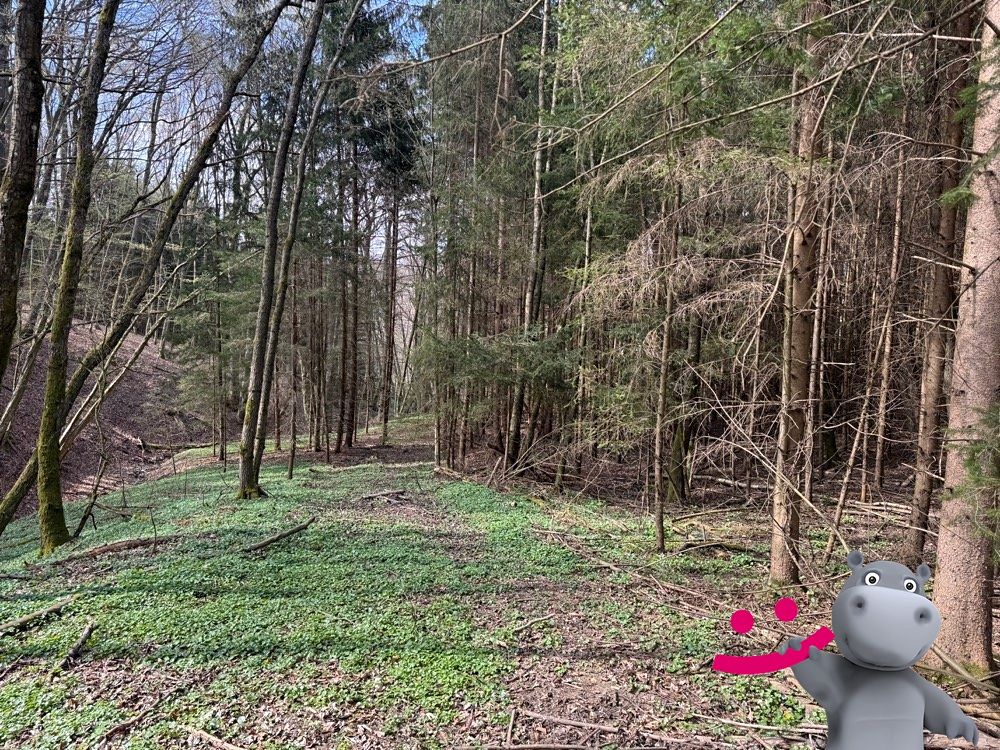 Prodej lesa 6930 m² – fotografie 2