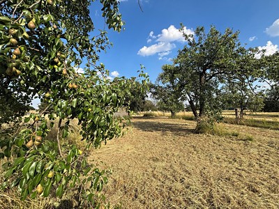 Prodej  zahrady 2 387 m²
