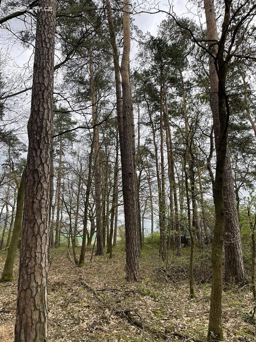 Prodej lesa 3845 m², Hradiště