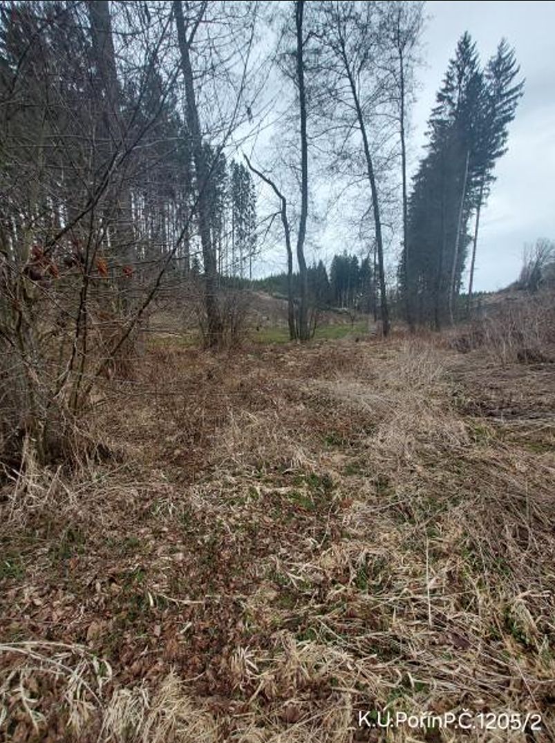 Prodej lesa 4440 m² – fotografie 2