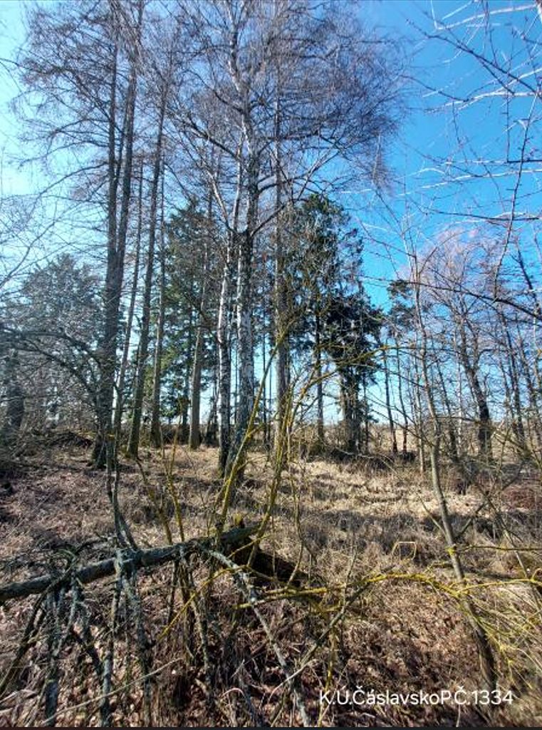 Prodej lesa 1359 m²