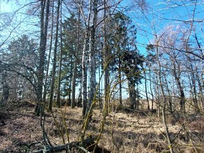 Prodej lesa 1359 m²