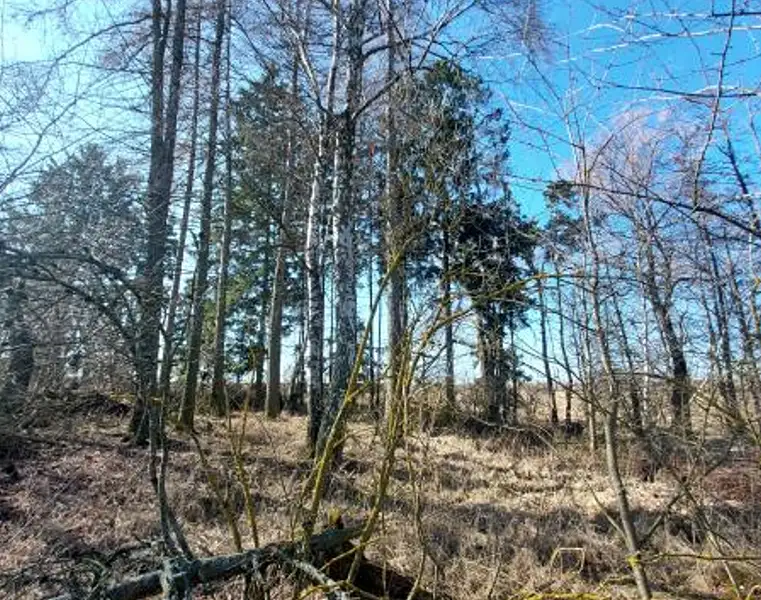 Prodej lesa 1359 m², Čáslavsko – náhled fotky 1