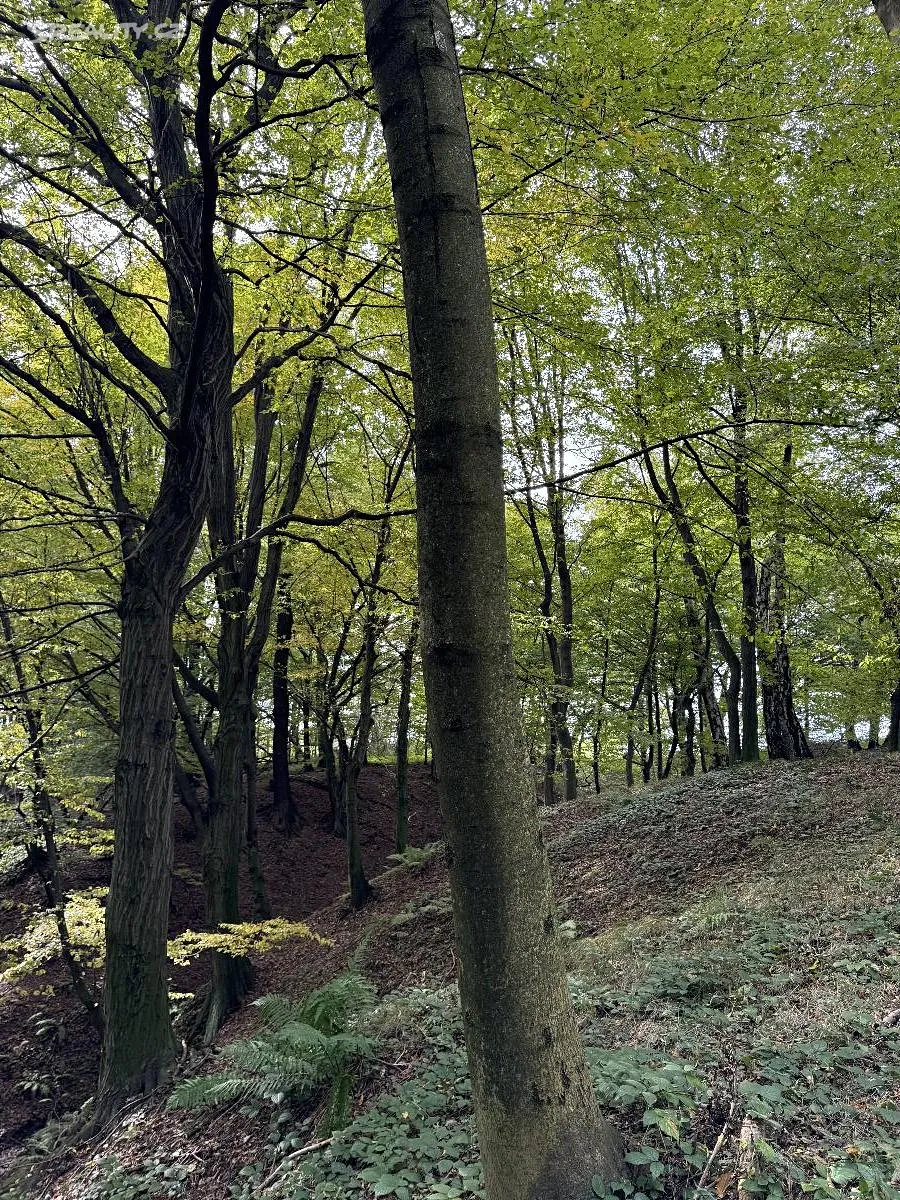 Prodej lesa 12496 m², Bohumín