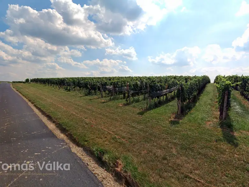 Prodej sadu, vinice 16688 m², Čejkovice – náhled fotky 2