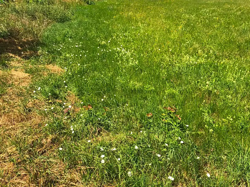 Prodej stavebního pozemku 1350 m², Líšťany – náhled fotky 1