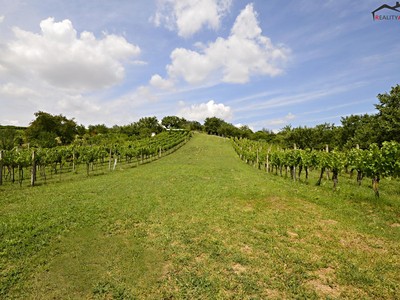 Prodej  sadu, vinice 2 460 m²