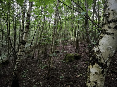 Prodej  lesa 31 882 m²