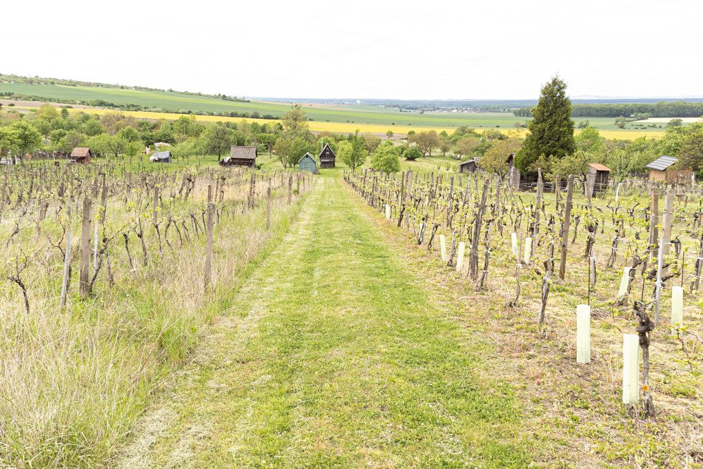 Prodej sadu, vinice 3526 m², Strážnice – fotka 1 z 3