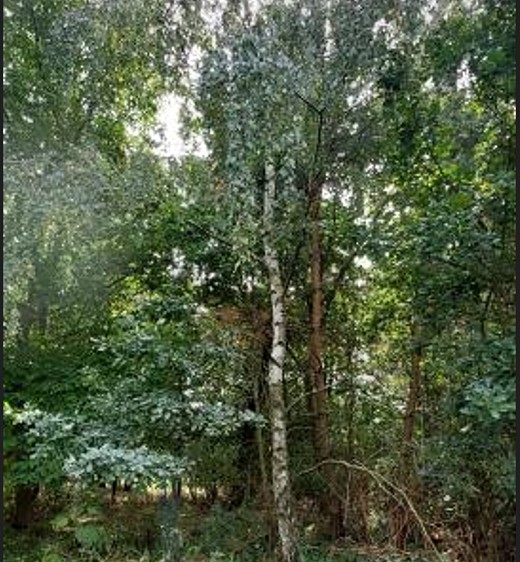 Grundstück zum Kauf, 1.375 m² (8 von 13)