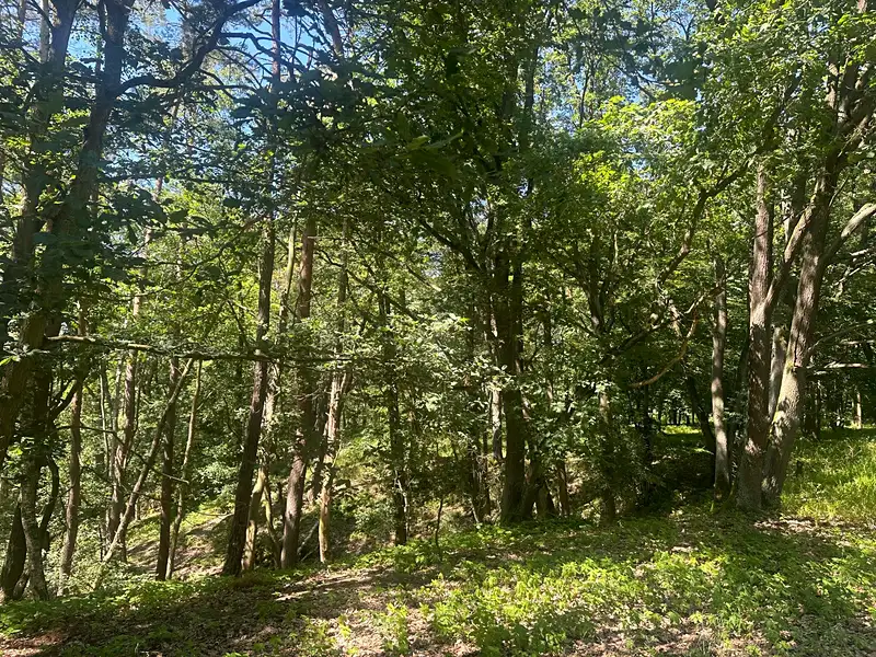 Prodej lesa 27734 m², Nebužely – náhled fotky 1