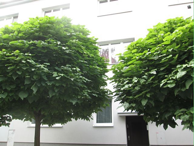 Pronájem bytu 1+1 50 m²