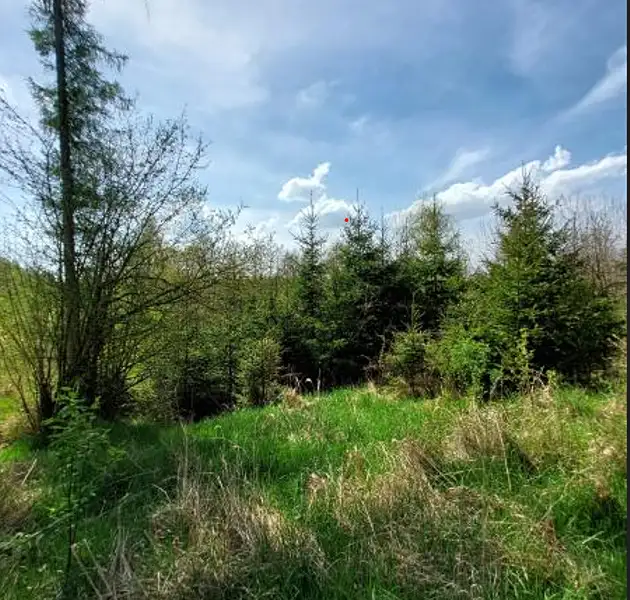 Prodej lesa 12639 m², Rovná – náhled fotky 1