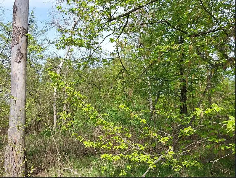 Prodej lesa 2352 m², Mladoňovice – náhled fotky 1