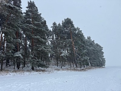 Prodej podílu 1/2  lesa 2 590 m²