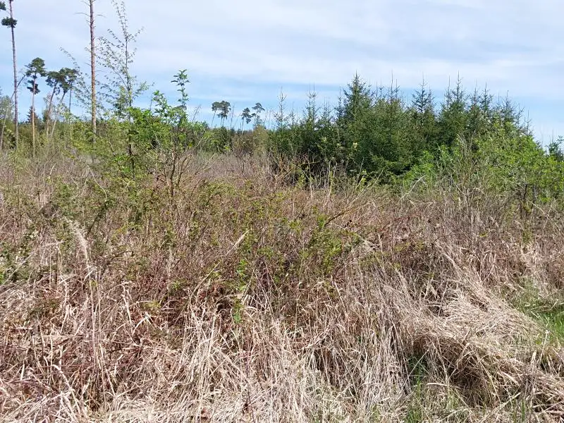 Prodej lesa 2261 m², Mladoňovice – náhled fotky 1