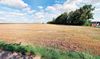 Prodej pole 7872 m²Týnec